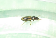 Daptus vittatus