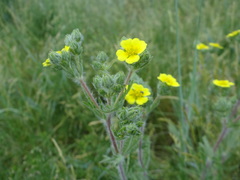 Potentilla recta obscura