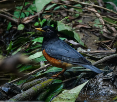 Turdus dissimilis