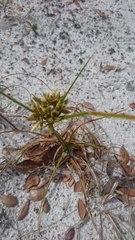 Cyperus lecontei