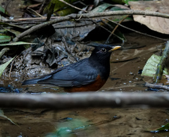 Turdus dissimilis