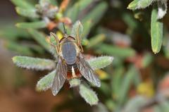 Sisyromyia rutila