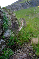 Holothrix scopularia