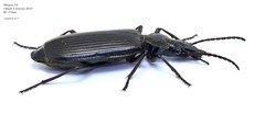 Gigadema