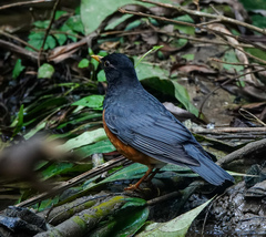 Turdus dissimilis