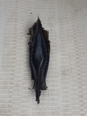 Callorhinchus capensis