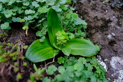 Eucomis grimshawii