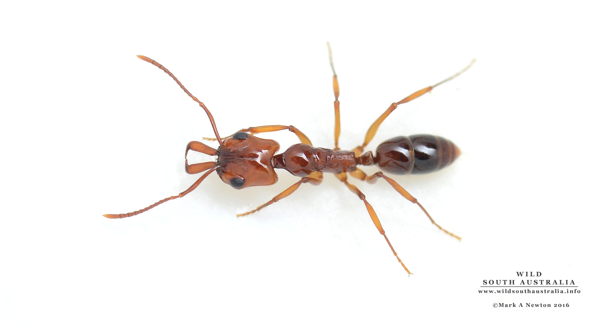 Anochetus armstrongi