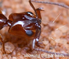 Anochetus armstrongi