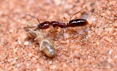 Anochetus armstrongi