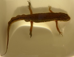 Lissotriton helveticus