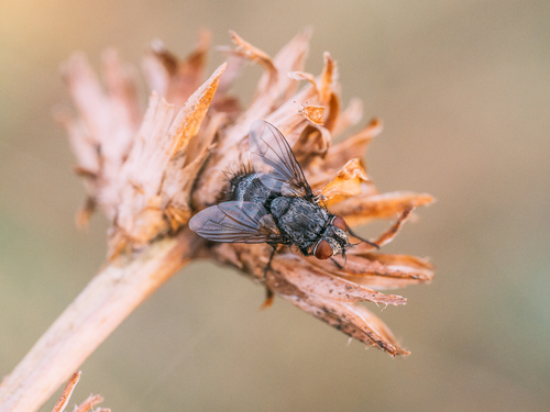 Platymya fimbriata