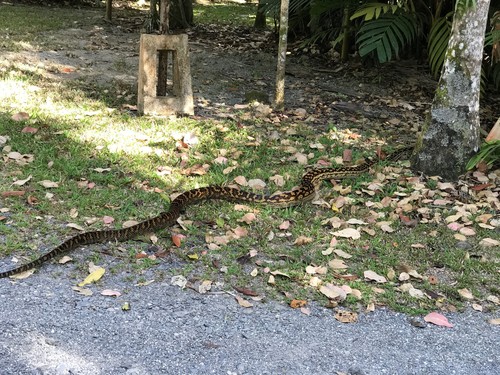 Australian Scrub Python sighting