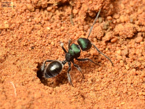 Calomyrmex purpureusCalomyrmex purpureus