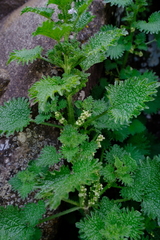 Urtica lobulata