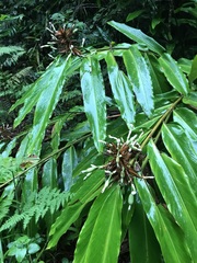 Alpinia arctiflora