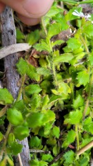 Scaevola hookeri