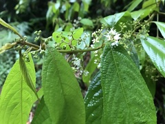 Callicarpa longifolia