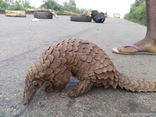 White-bellied Pangolin