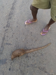 Phataginus tricuspis