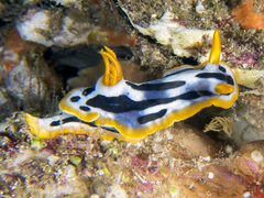 Chromodoris strigata