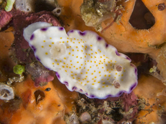Goniobranchus rufomaculatus
