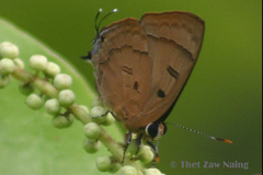 Rapala pheretima petosiris