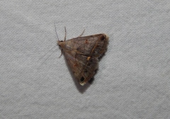 Acantholipes trimeni