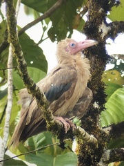Corvus tristis