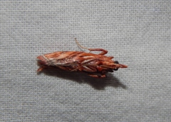 Trachypteryx rhodoxantha