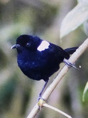 Malurus alboscapulatus