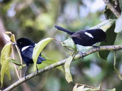 Malurus alboscapulatus