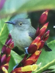 Oedistoma iliolophus