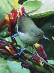 Oedistoma iliolophus