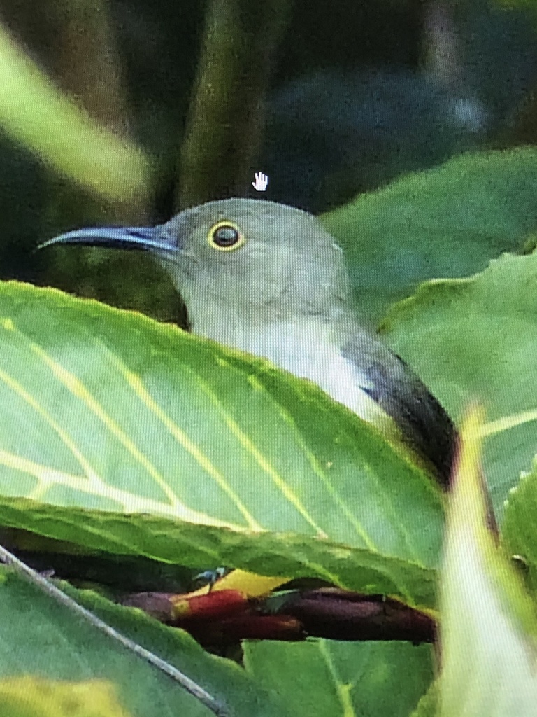 Spectacled Longbill