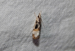 Euchromius nigrobasalis