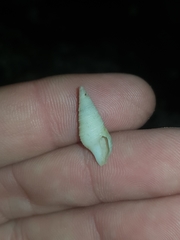 Pulsarella cognata