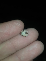 Notogibbula bicarinata