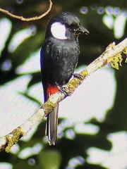 Peltops montanus