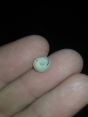 Notogibbula bicarinata