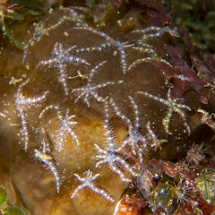 Ophiothela mirabilis