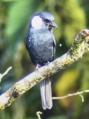 Peltops montanus