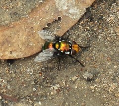 Amenia chrysame