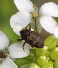 Glyptobaris lecontei