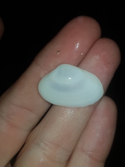 Mactrotoma antecedens