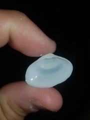 Mactrotoma antecedens