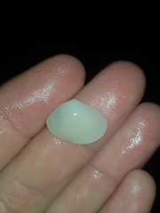 Mactrotoma antecedens