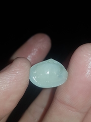 Mactrotoma antecedens