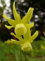 Narcissus