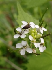 Glyptobaris lecontei
